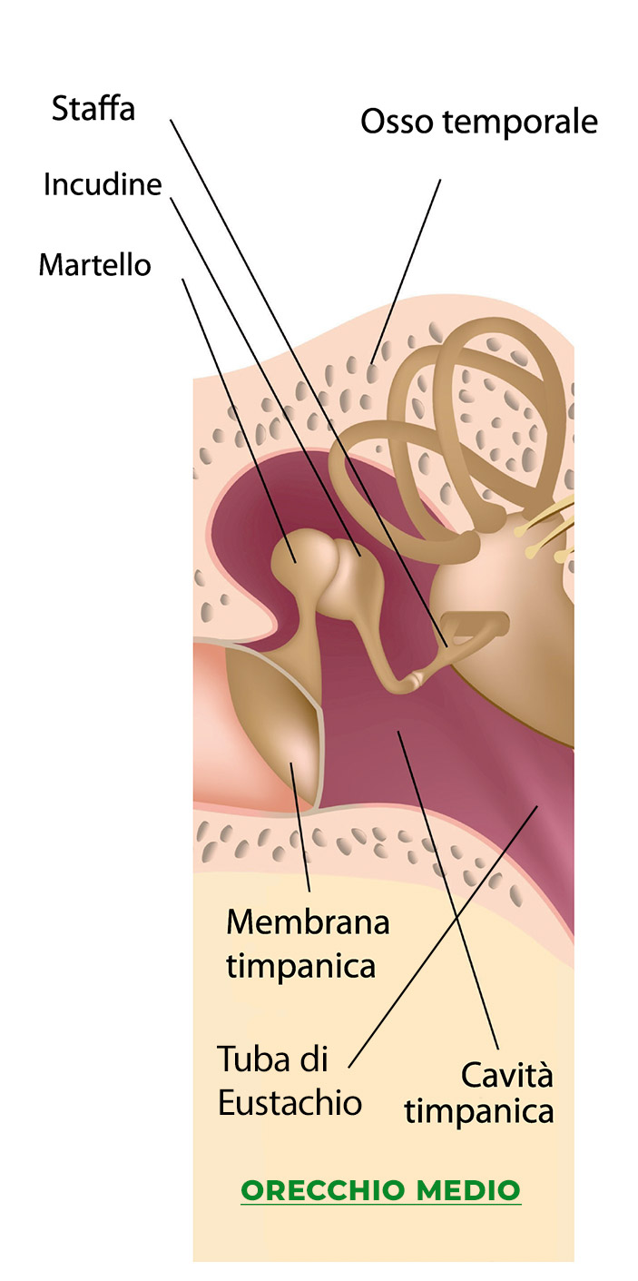 Anatomia Apparato Uditivo - Ci Senti 02